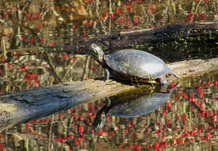 Midland Painted Turtle